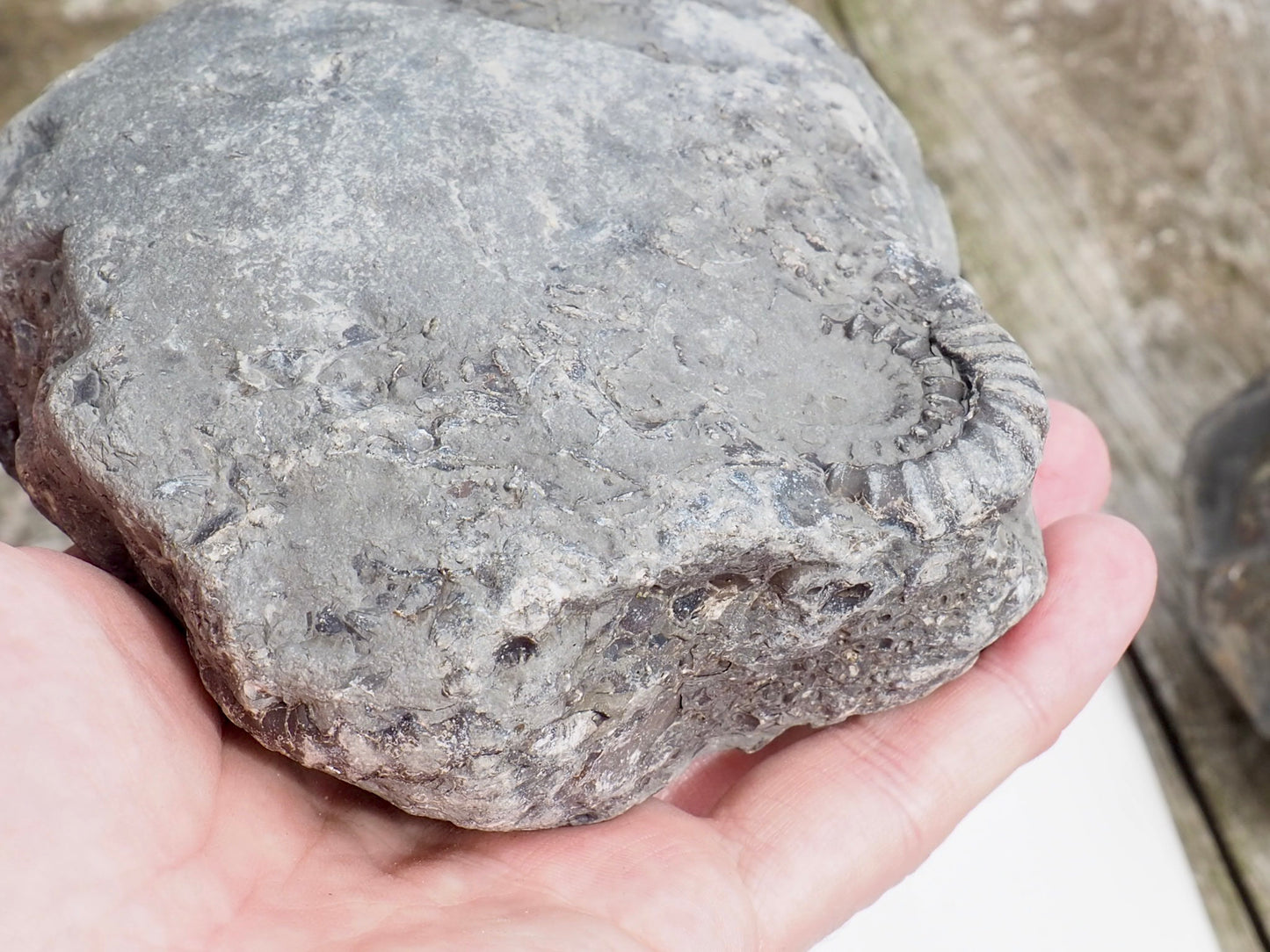 Whitby Gagaticeras MultiBlock – Unprepped Jurassic Fossil – Yorkshire Coast