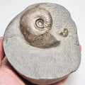 Eleganticeras Ammonite Fossil – Whitby Yorkshire Coast – Jurassic