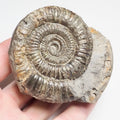 Dactylioceras With CutBase Ammonite Fossil for Sale – Whitby Yorkshire Coast Jurassic