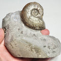 Harpoceras Ammonite Fossil – Whitby Yorkshire Coast – Jurassic