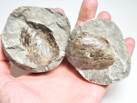 Fossil Shell POS/Neg - Pick N Mix
