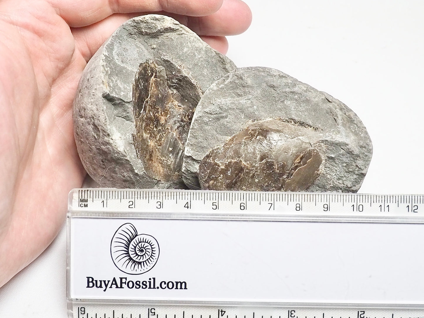 Fossil Shell POS/Neg