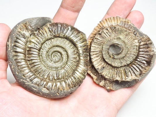 Peronoceras Ammonite Pos/Neg