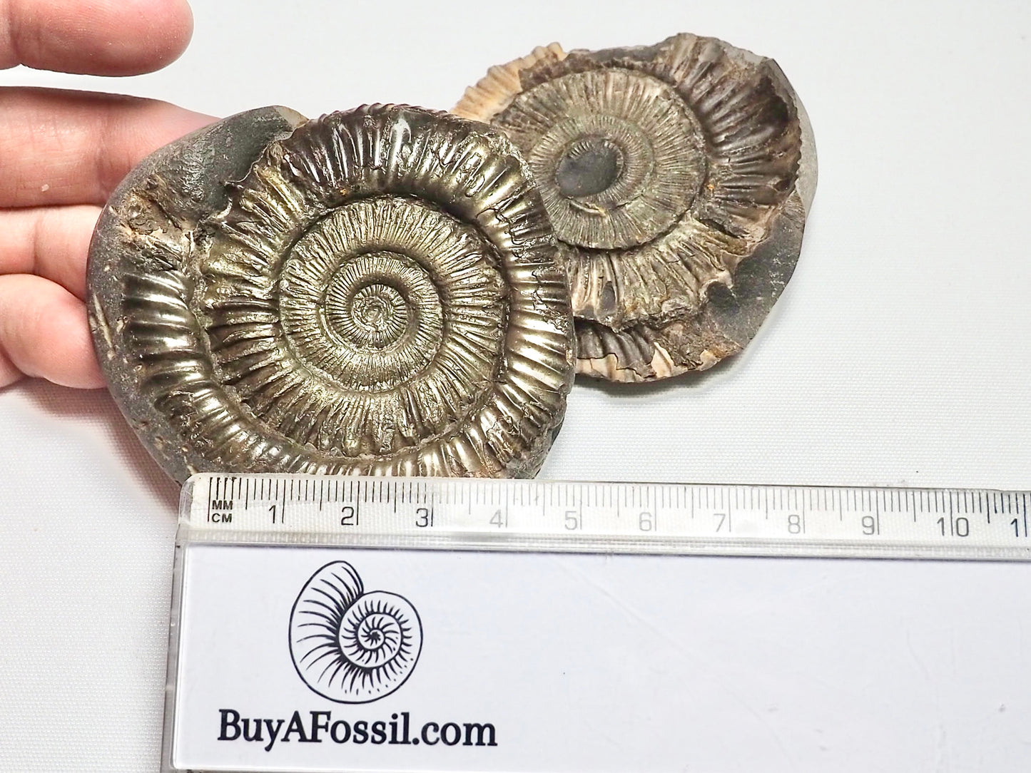 Peronoceras Ammonite Pos/Neg