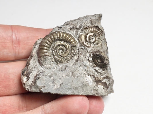 Arnioceras Ammonite Cluster