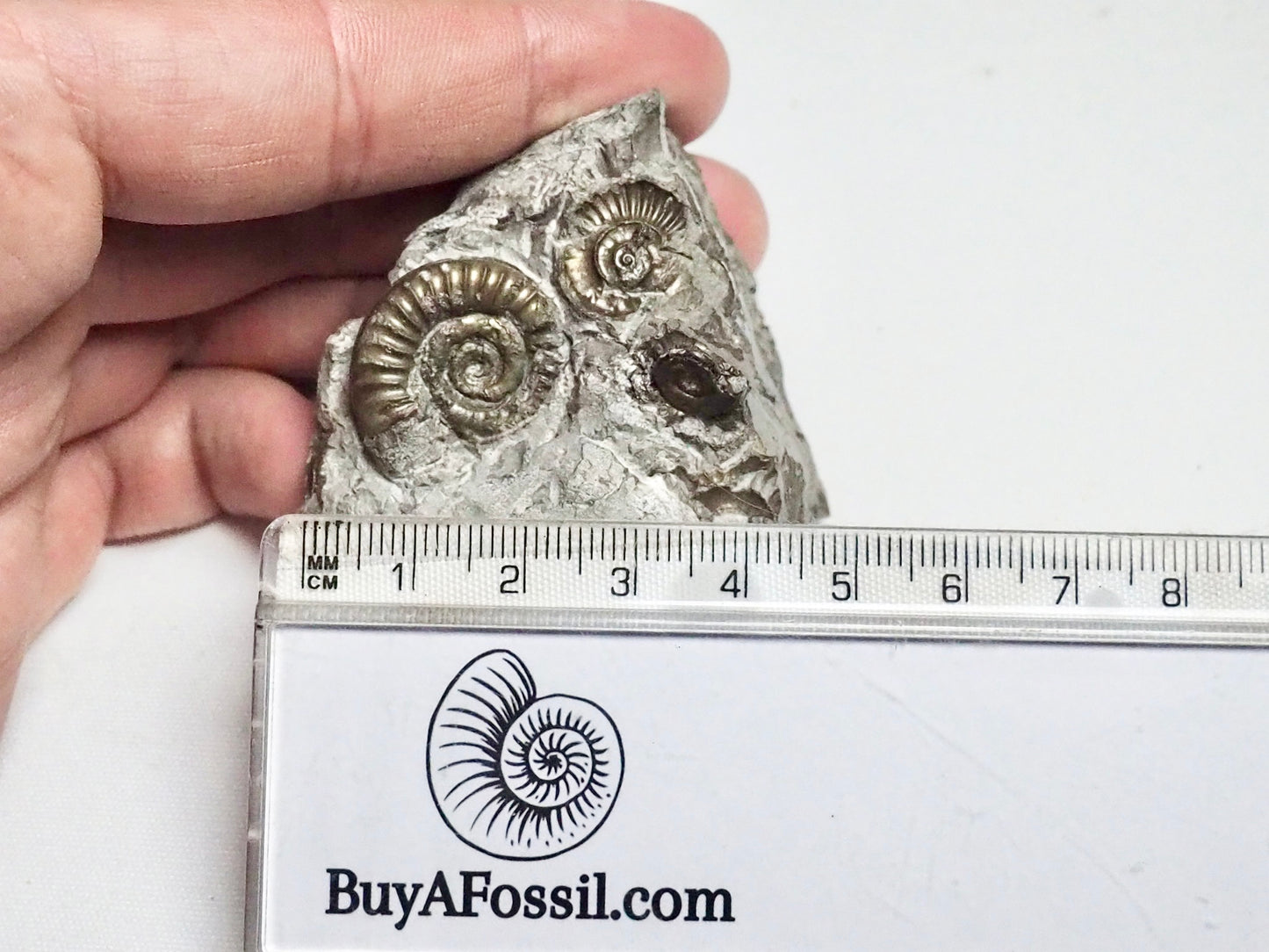 Arnioceras Ammonite Cluster