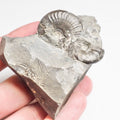 Ammonite - Pick N Mix