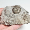 Amaltheus CutBase Ammonite Fossil for Sale – Whitby Yorkshire Coast Jurassic