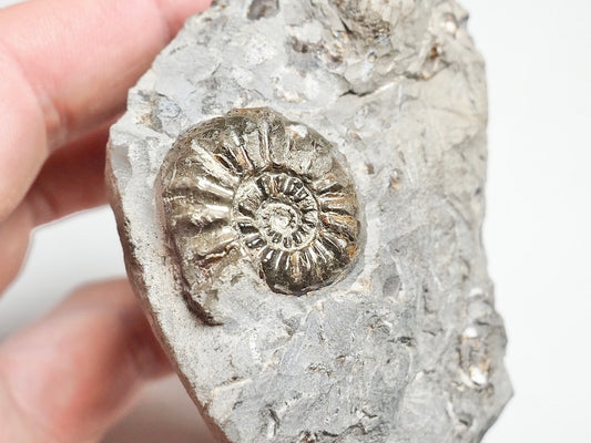 Amaltheus Ammonite CutBase