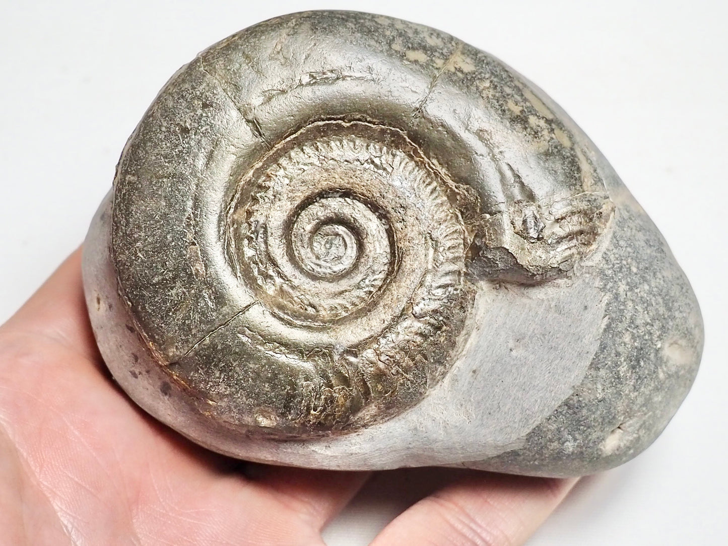 Hildoceras Ammonite