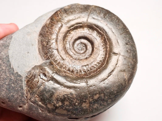 Hildoceras Ammonite