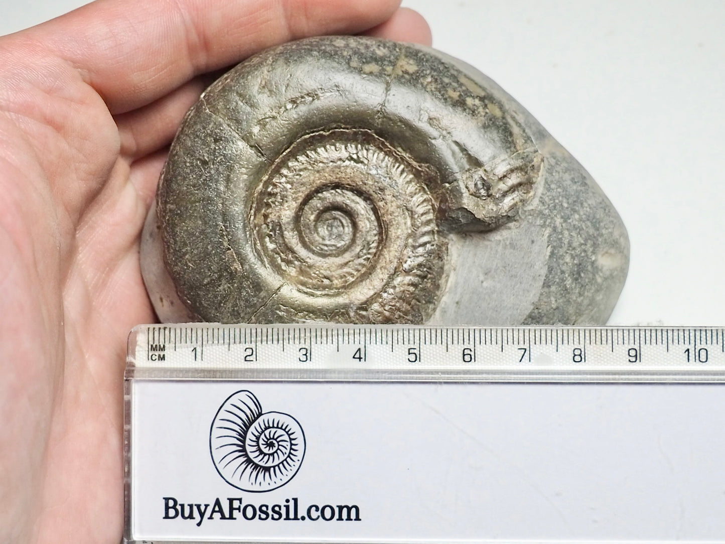 Hildoceras Ammonite