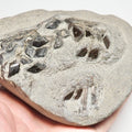 Lepidotes Fish Scales – Whitby Yorkshire Coast – Jurassic