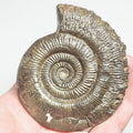 Semicelatum Dactylioceras Ammonite Fossil for Sale – Whitby Yorkshire Coast Jurassic