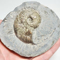 Pseudolioceras Ammonite Fossil – Whitby Yorkshire Coast – Jurassic
