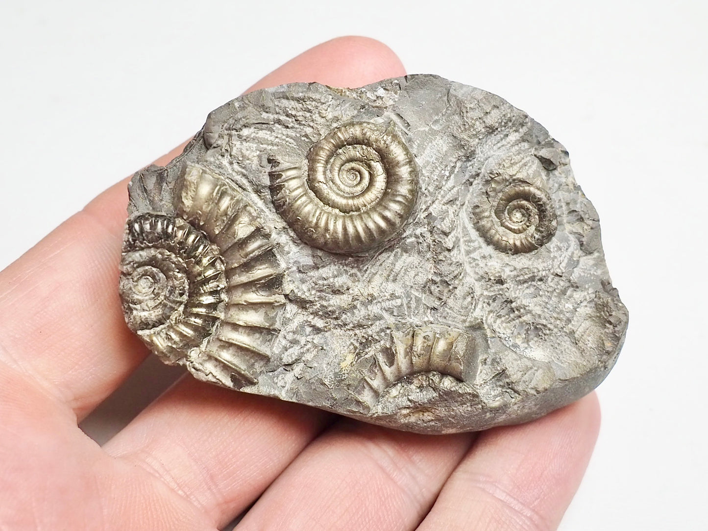 Arnioceras Ammonite Cluster