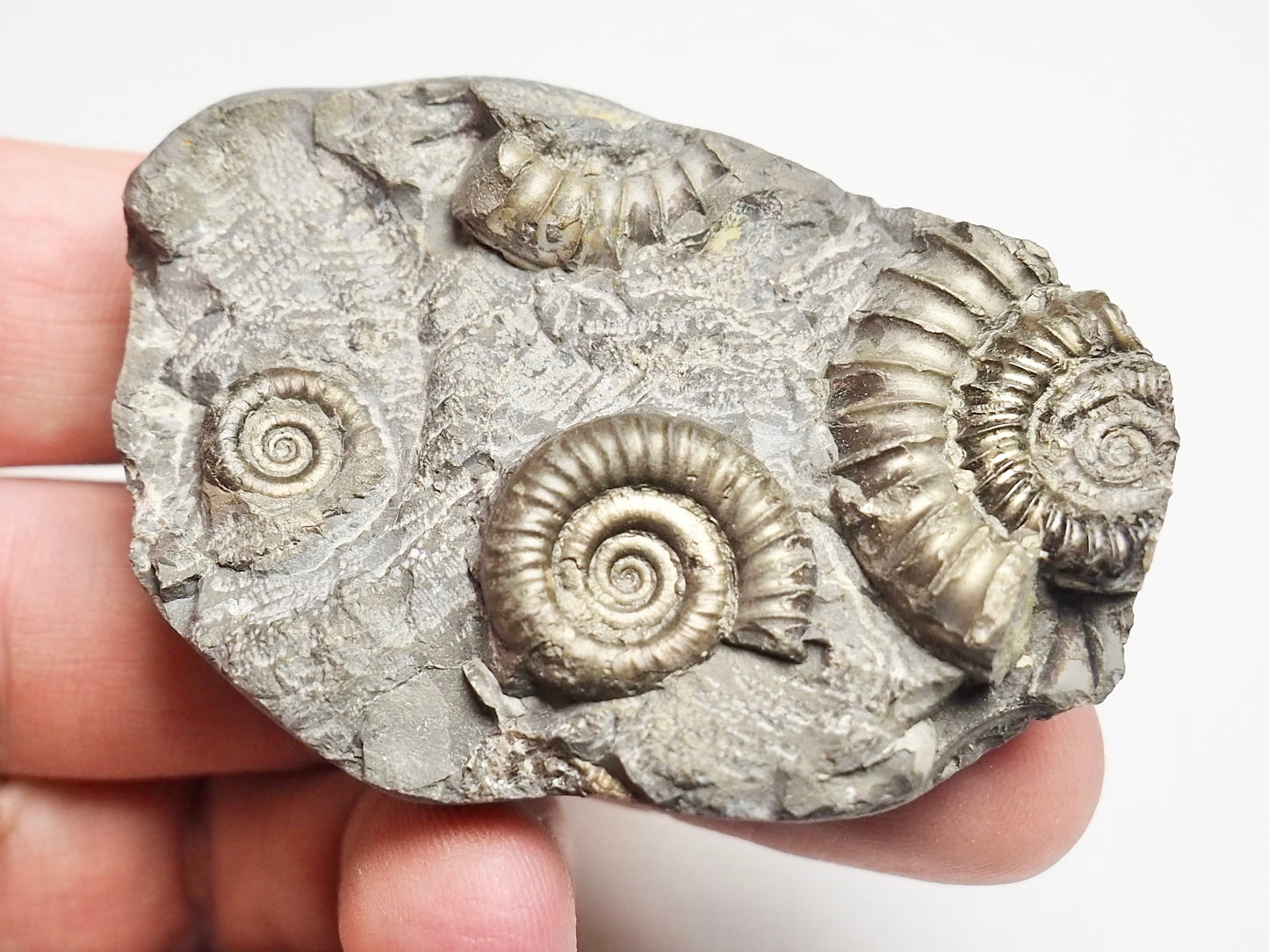 Arnioceras Ammonite Cluster