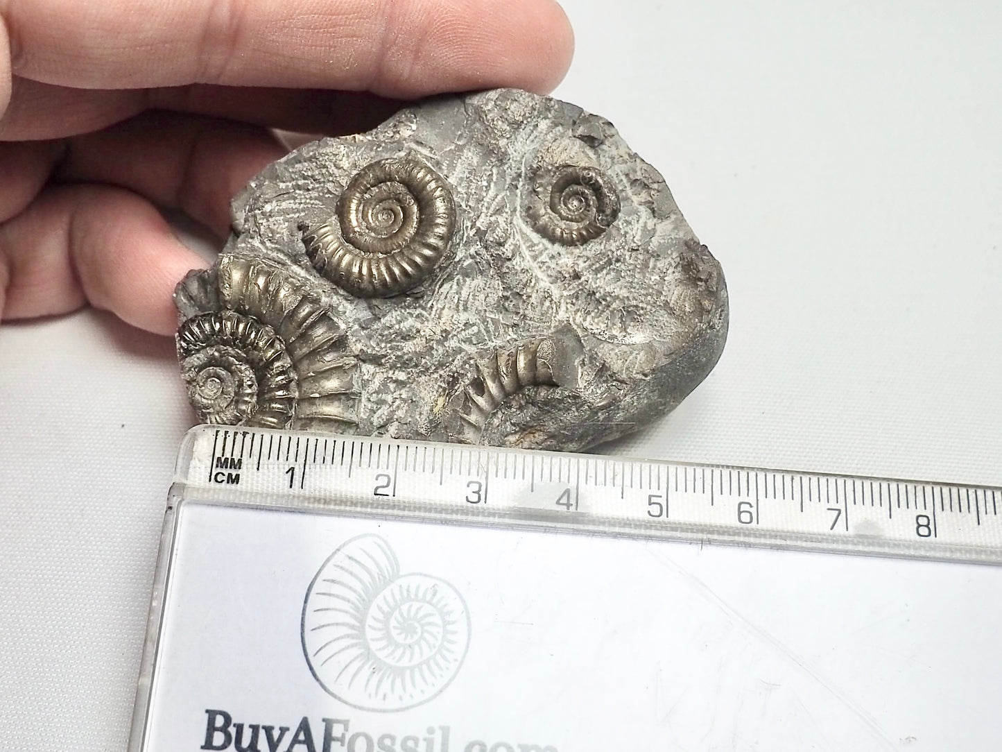 Arnioceras Ammonite Cluster