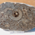 Cut & Polished Arnioceras Ammonite Fossil – Whitby Yorkshire Coast – Jurassic