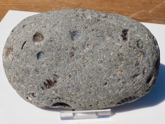 Cut & Polished Arnioceras Ammonites