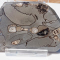Cut & Polished Arnioceras Ammonites
