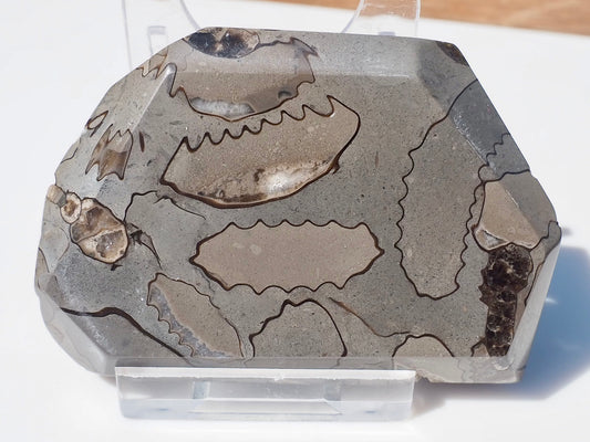 Cut & Polished Arnioceras Ammonites