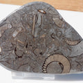 Cut & Polished Arnioceras Ammonite Fossil for Sale – Whitby Yorkshire Coast Jurassic