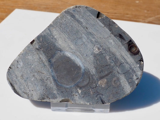 Cut & Polished Arnioceras Ammonites