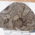 Cut & Polished Arnioceras Ammonites
