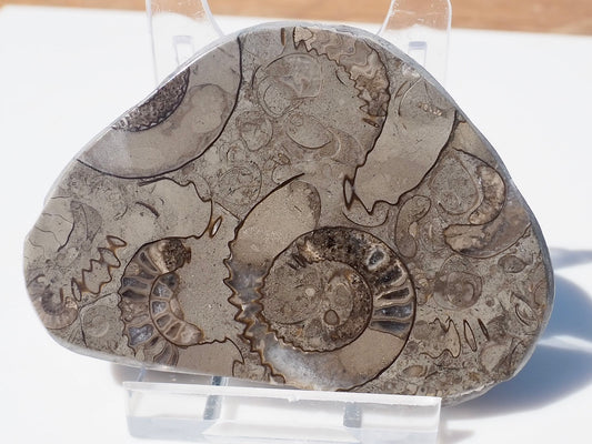 Cut & Polished Arnioceras Ammonites