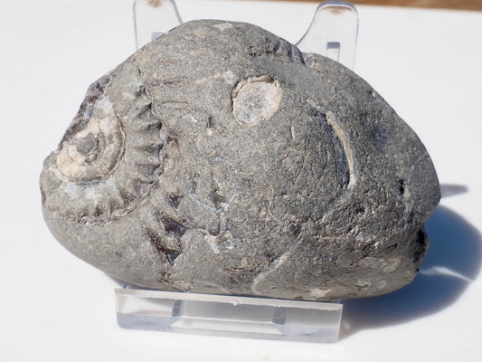 Cut & Polished Arnioceras Ammonites