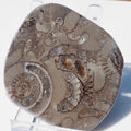 Cut & Polished Arnioceras Ammonites