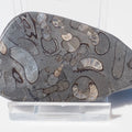 Cut & Polished Arnioceras Ammonite – Whitby Jurassic Fossil – Yorkshire Coast