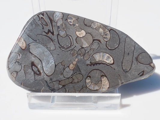 Cut & Polished Arnioceras Ammonites