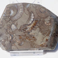 Cut & Polished Arnioceras Ammonite Fossil – Whitby Yorkshire Coast – Jurassic