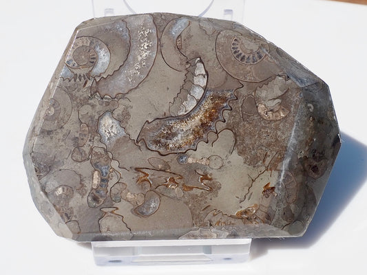Cut & Polished Arnioceras Ammonites