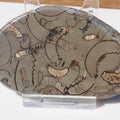 Cut & Polished Arnioceras Ammonites