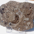 Cut & Polished Arnioceras Ammonite Fossil for Sale – Whitby Yorkshire Coast Jurassic