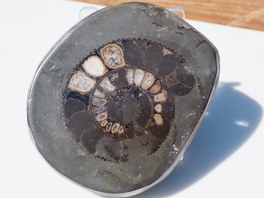 Cut and Polished Ammonite Dactylioceras