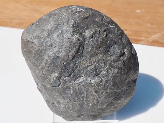 Cut and Polished Ammonite Dactylioceras