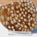 Polished Coral