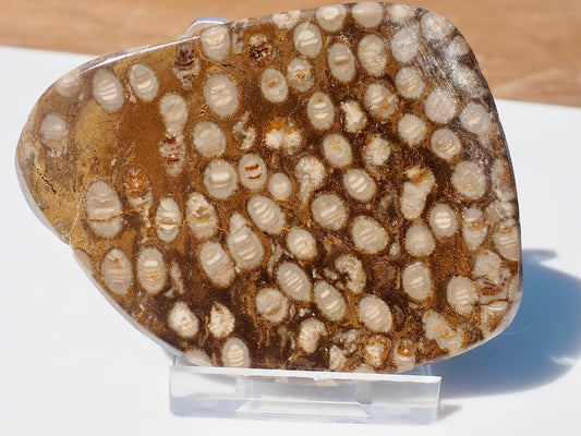 Polished Coral