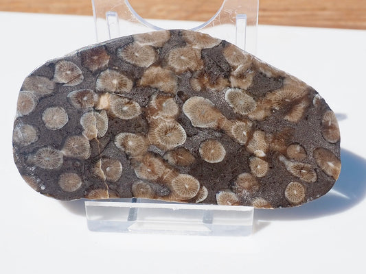 Polished Coral
