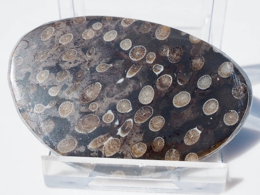 Polished Coral
