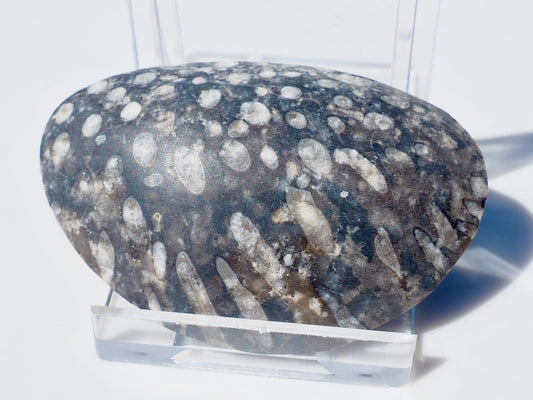 Polished Coral