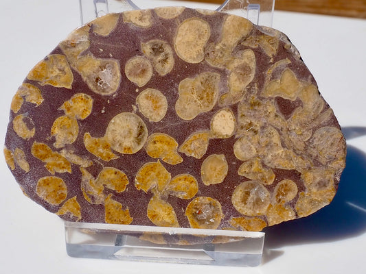 Polished Coral