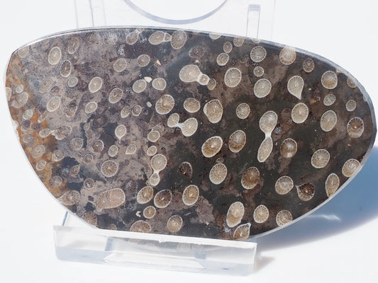 Polished Coral