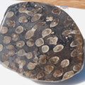 Polished Coral