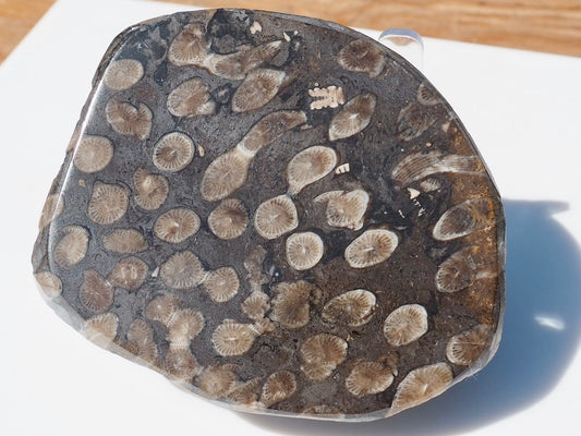 Polished Coral