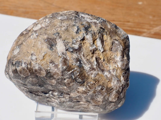 Polished Coral
